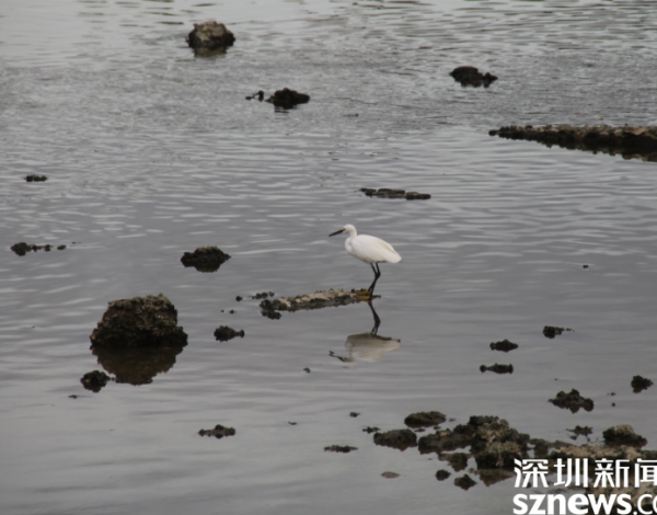 環(huán)境好不好 鳥兒說了算 候鳥在深圳灣“吃得好玩得歡” 一年回歸3種國家重點保護(hù)野生動物